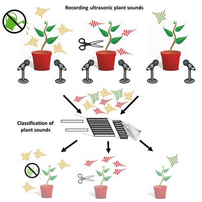 final_plants2